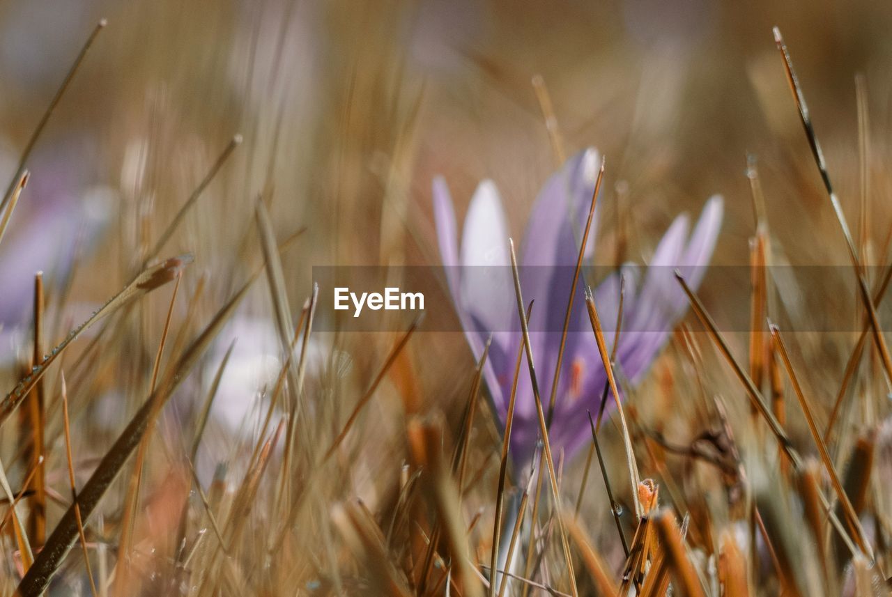 Close-up of purple crocus flowers on field