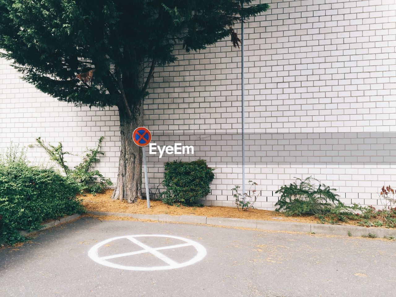 Tree and plants growing against wall