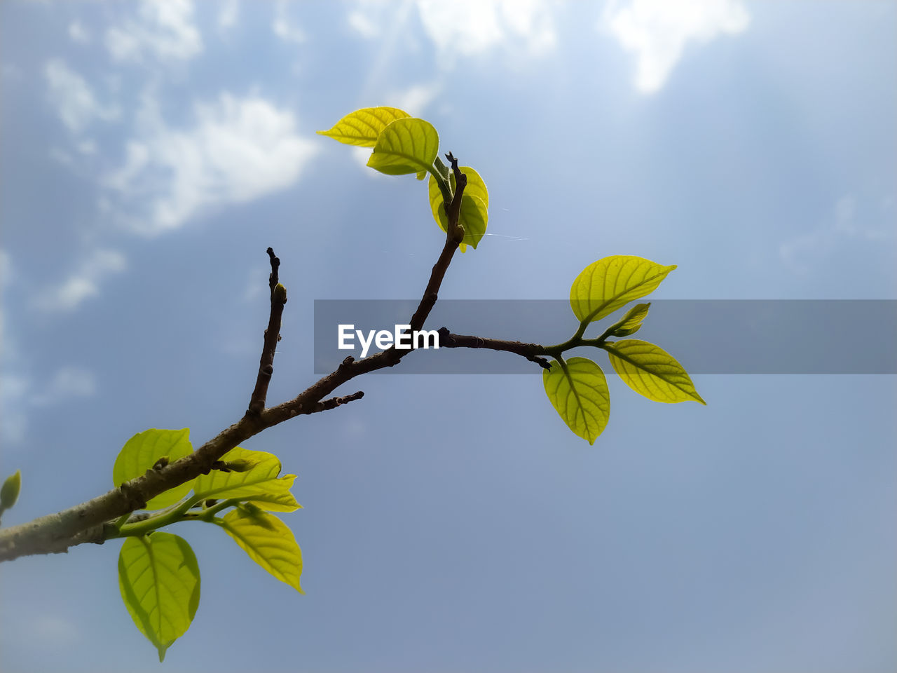 LOW ANGLE VIEW OF YELLOW FLOWERING PLANT