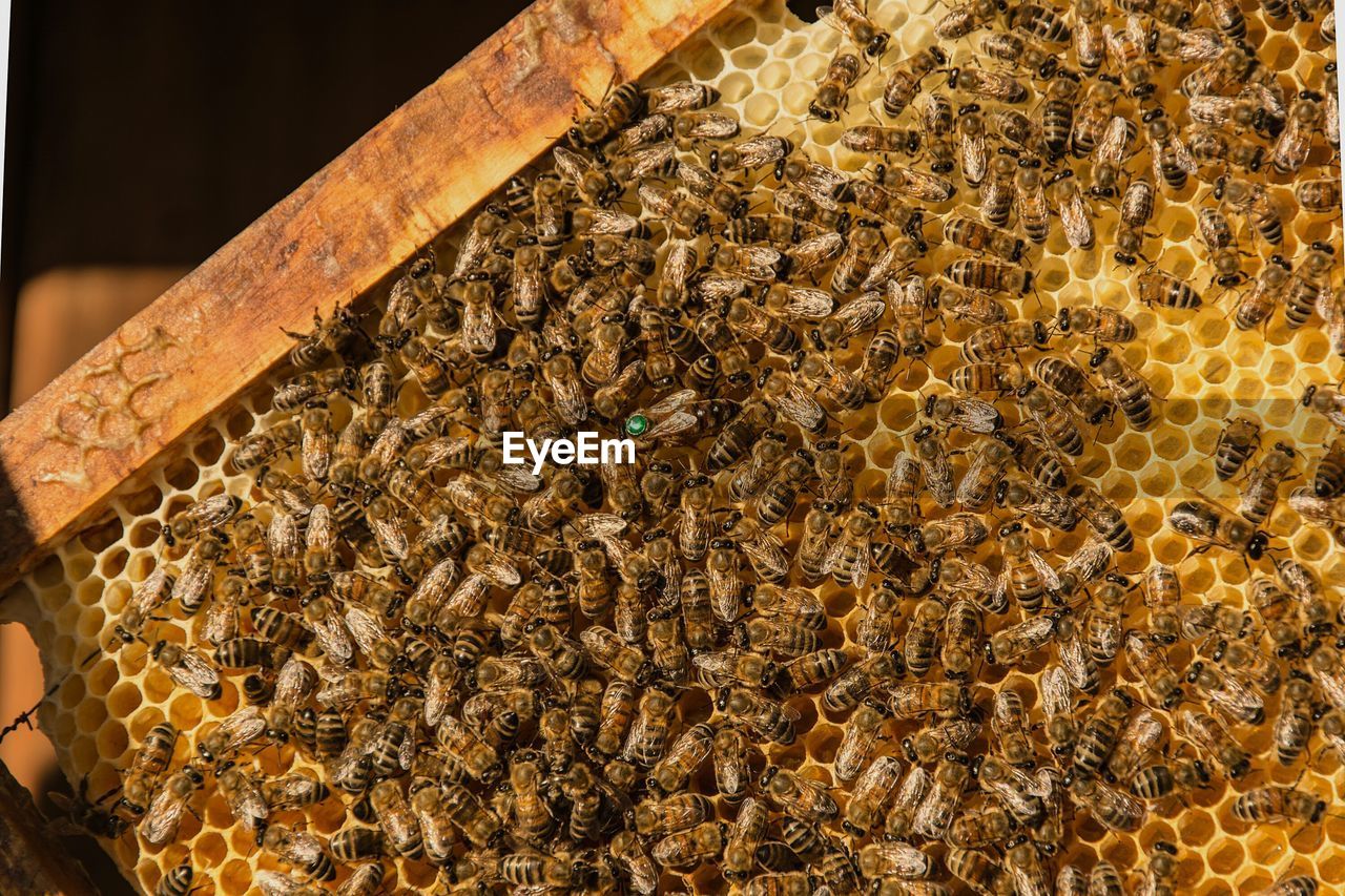 High angle view of honey bees on hive