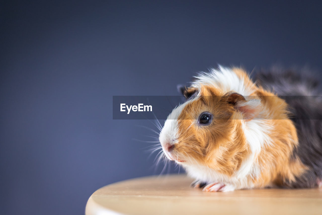 Guinea pig with 3 colors mix - sit on a chair in studio with soft black space