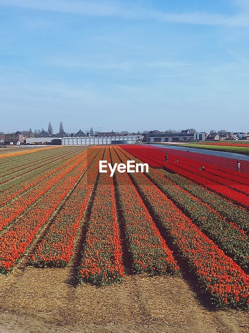 Keukenhof tulip gardens in netherlands