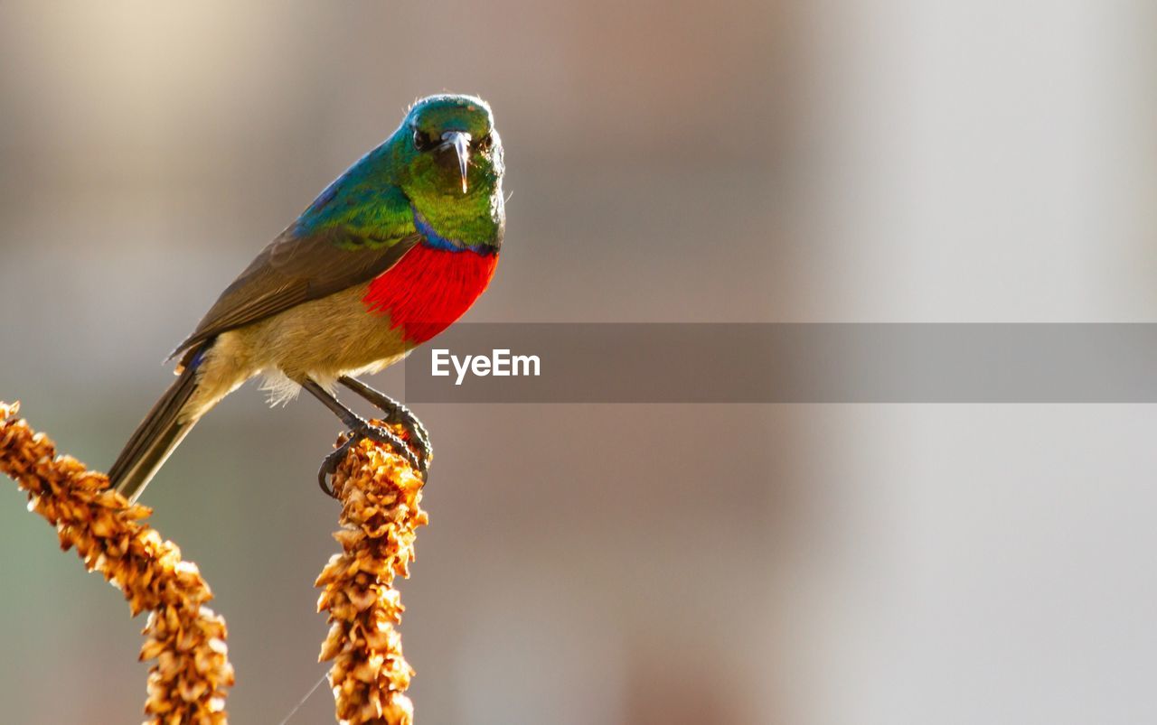 CLOSE-UP OF BIRD PERCHING