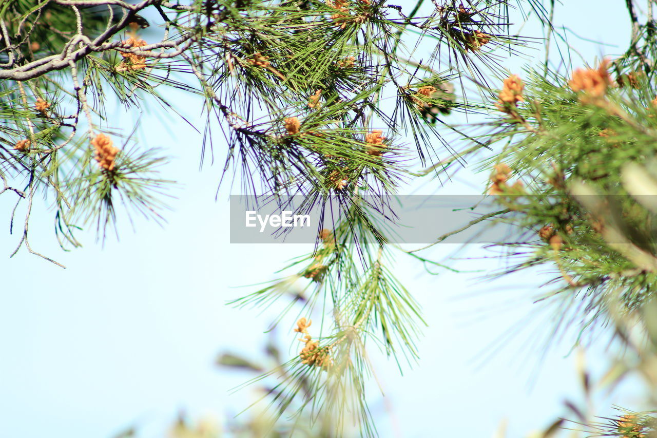 Low angle view of flowering plant against sky