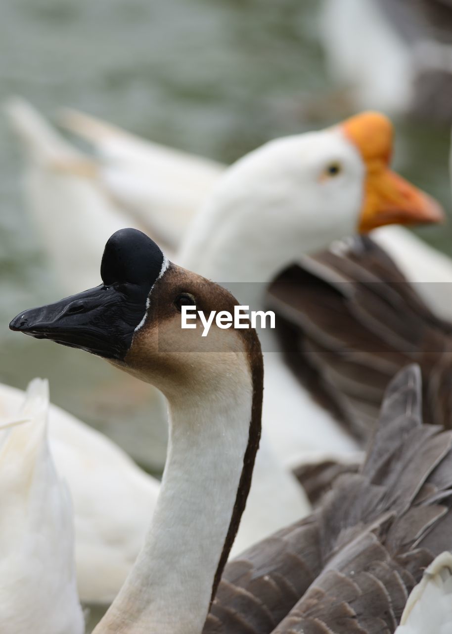 CLOSE-UP OF PIGEONS