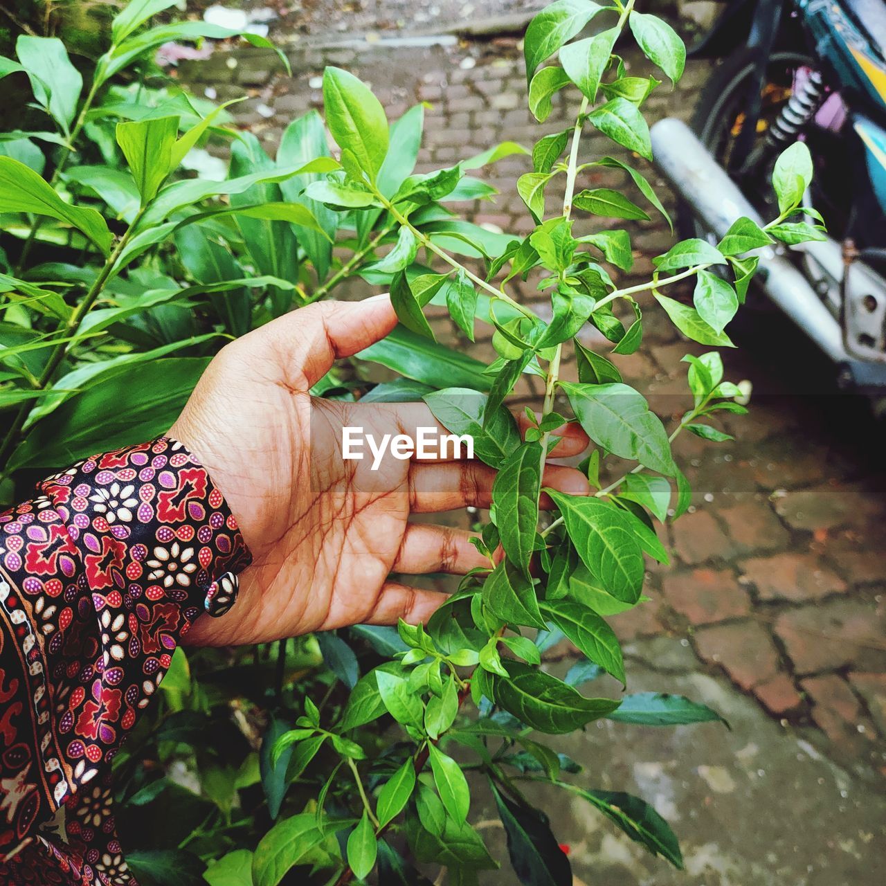 Midsection of person holding leaves