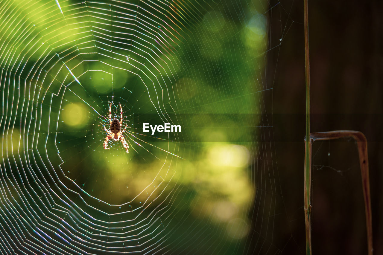 spider web, animal themes, animal, fragility, spider, arachnid, animal wildlife, one animal, close-up, wildlife, insect, focus on foreground, green, macro photography, nature, no people, beauty in nature, spinning, animal body part, outdoors, complexity, day, zoology, selective focus, trapped, intricacy, animals hunting, animal leg, macro, web, pattern