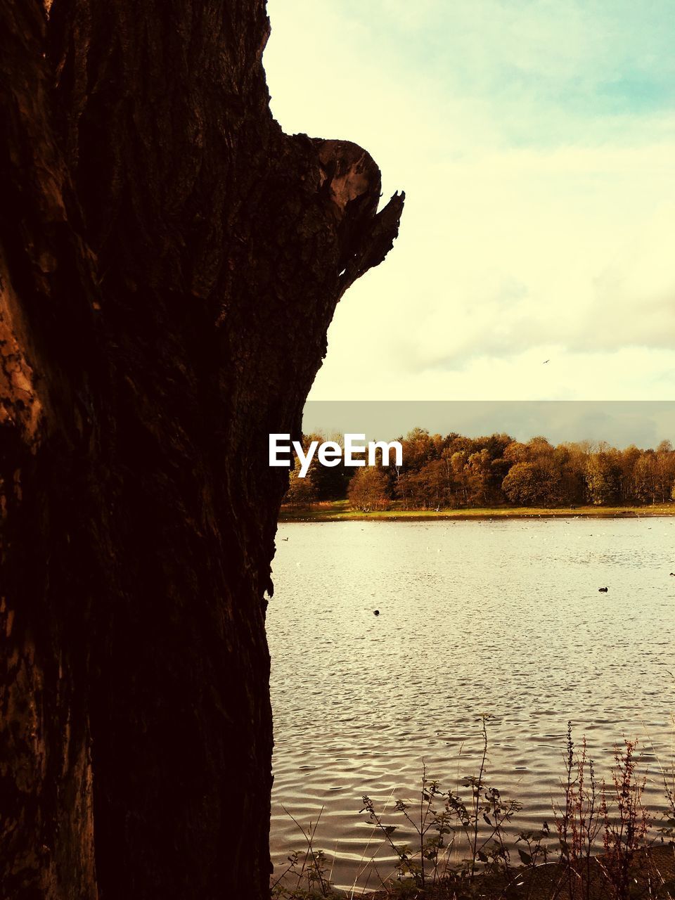 SILHOUETTE OF TREE BY LAKE