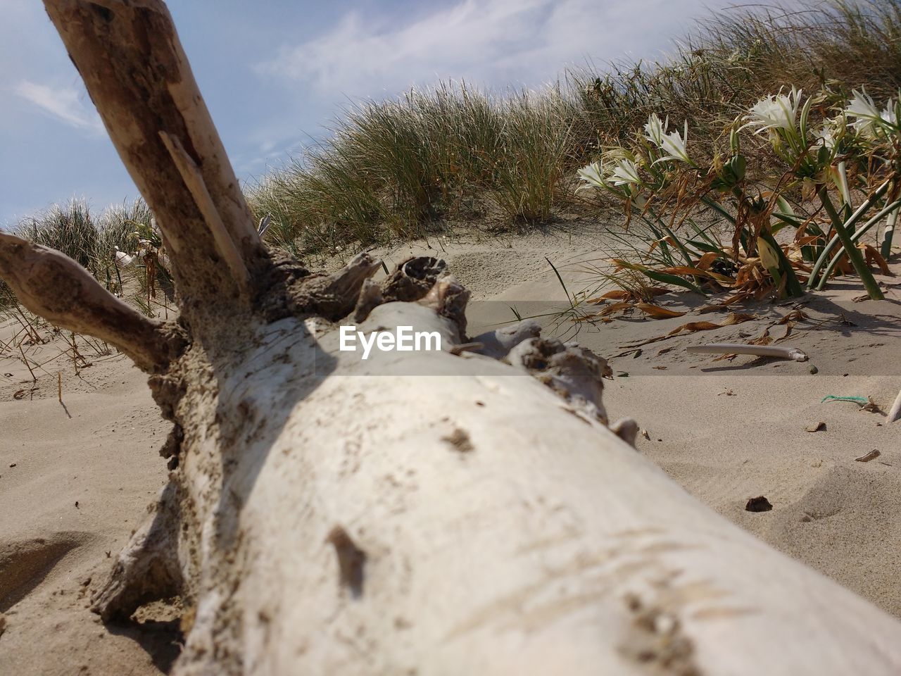 SURFACE LEVEL OF ANIMAL ON SAND