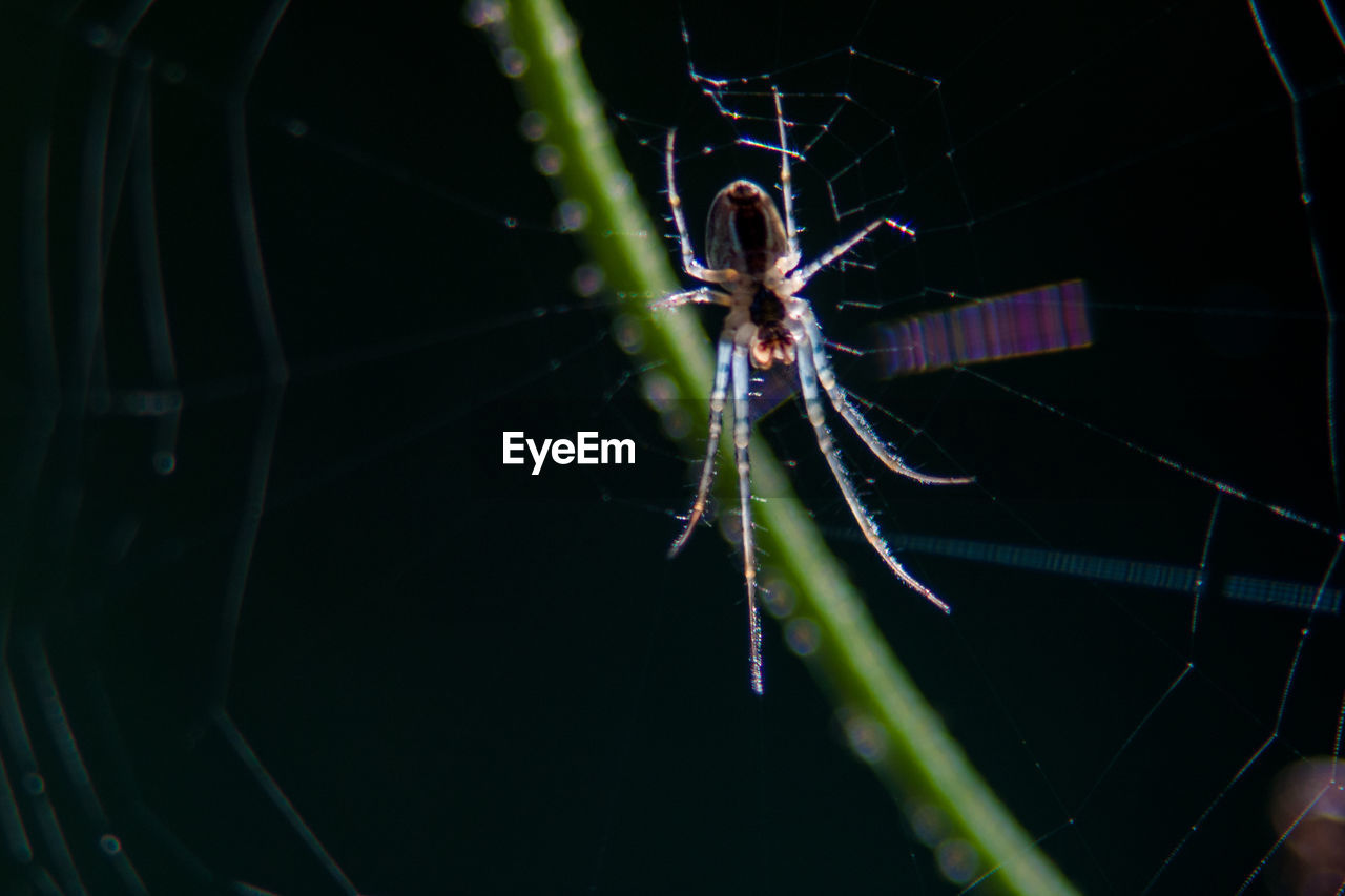 SPIDER ON WEB