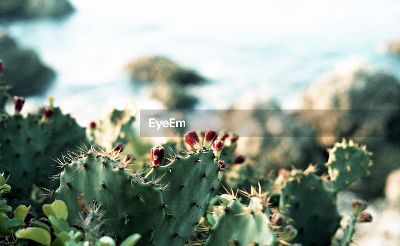 Close-up of cactus plant against blurred background