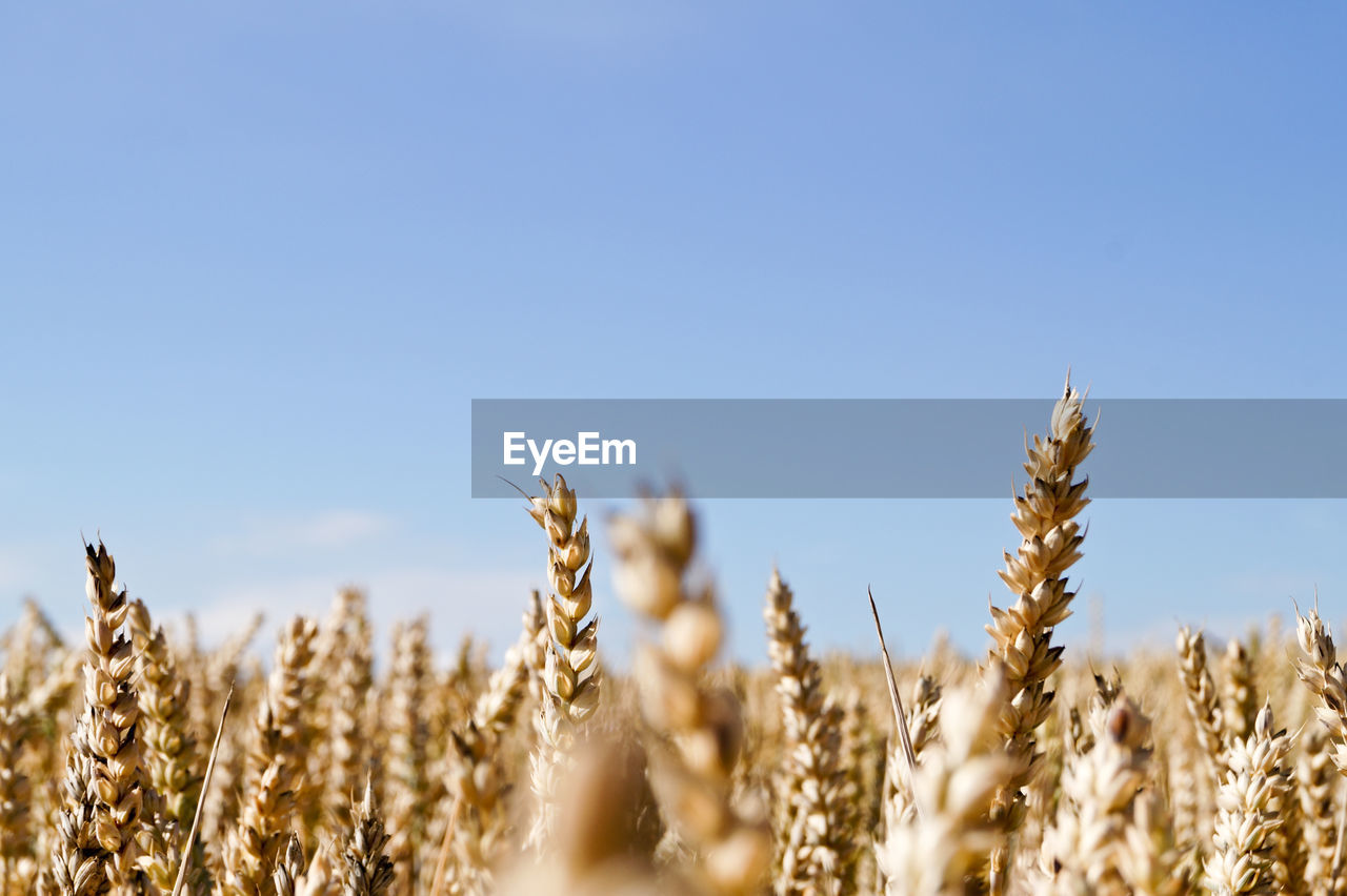 Rye field against sky