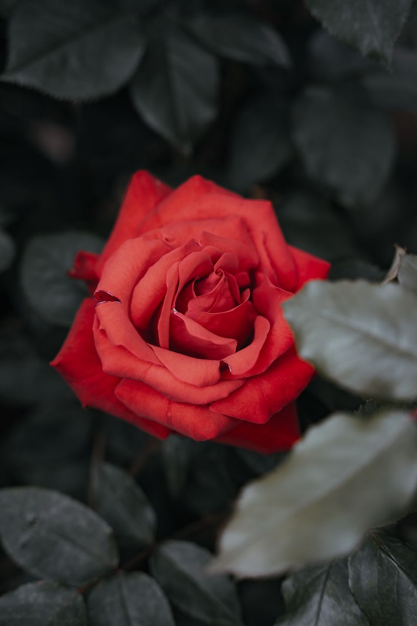 red, rose, flower, flowering plant, plant, beauty in nature, petal, freshness, close-up, nature, flower head, inflorescence, pink, fragility, garden roses, leaf, macro photography, rose - flower, plant part, no people, outdoors, emotion, love