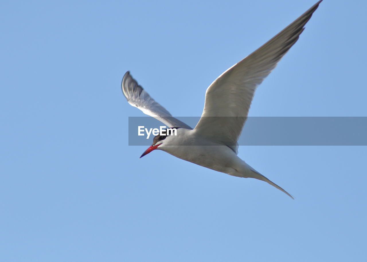 LOW ANGLE VIEW OF SEAGULL FLYING AGAINST CLEAR BLUE SKY