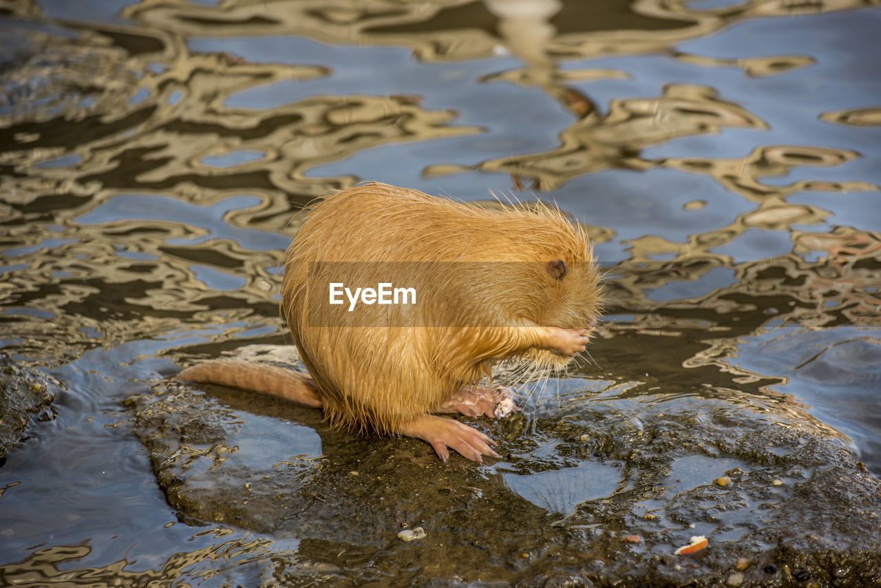 Rat grooming in a shallow river