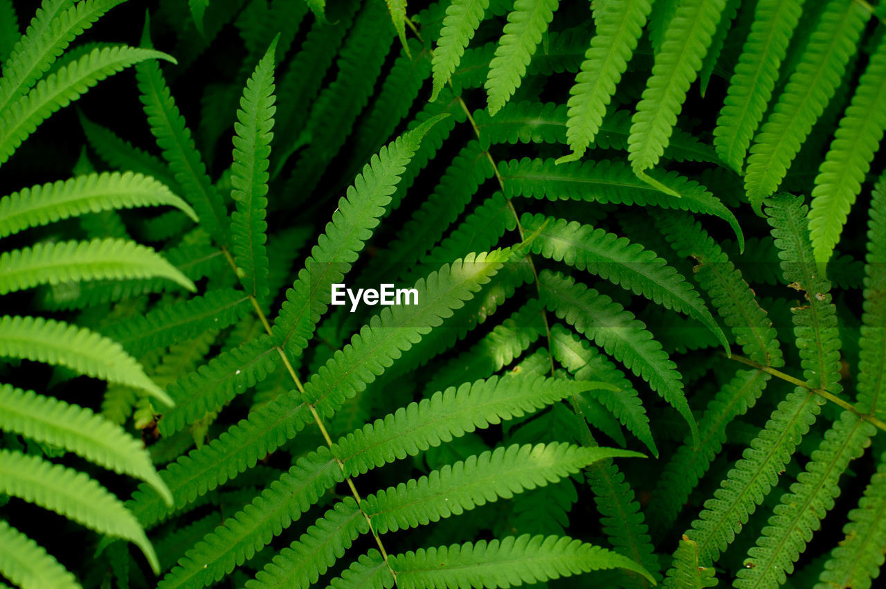 HIGH ANGLE VIEW OF FERN LEAF