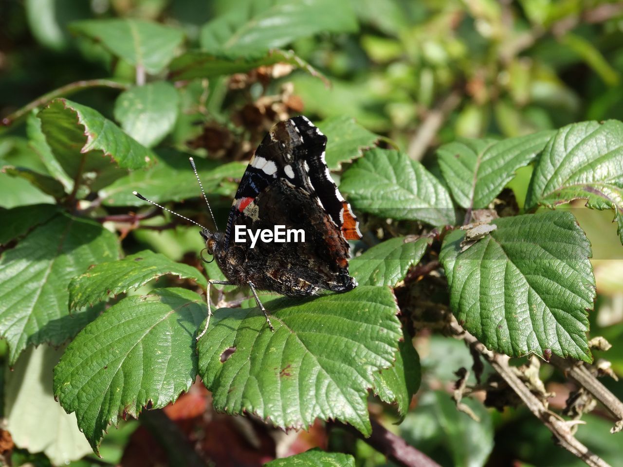 CLOSE-UP OF BUTTERFLY ON PLANT