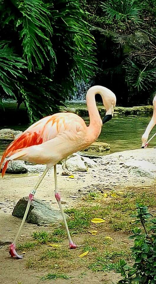 CLOSE-UP OF BIRDS IN WATER