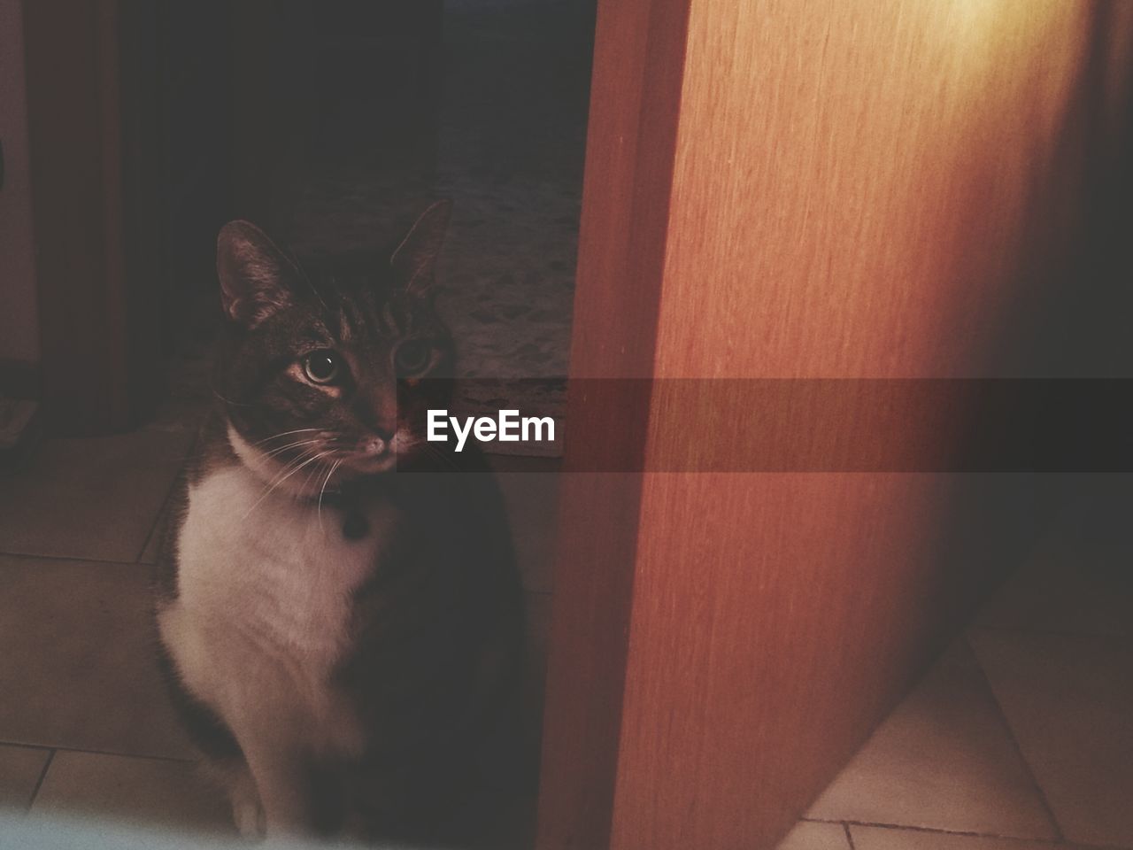 Close-up of cat sitting by door at home