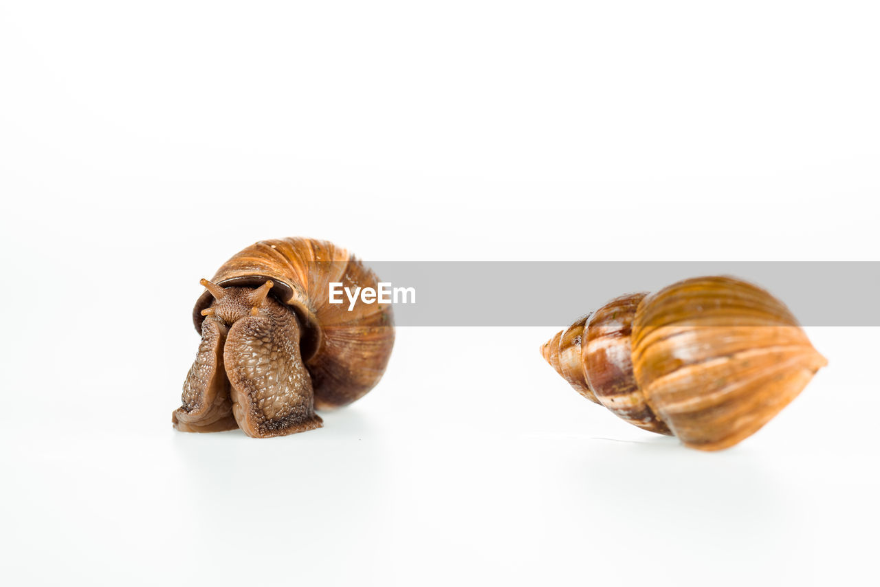 white background, studio shot, cut out, produce, shell, food and drink, indoors, food, animal, no people, animal shell, animal themes, snail, mollusk, animal wildlife, brown, gastropod, close-up, copy space, two objects