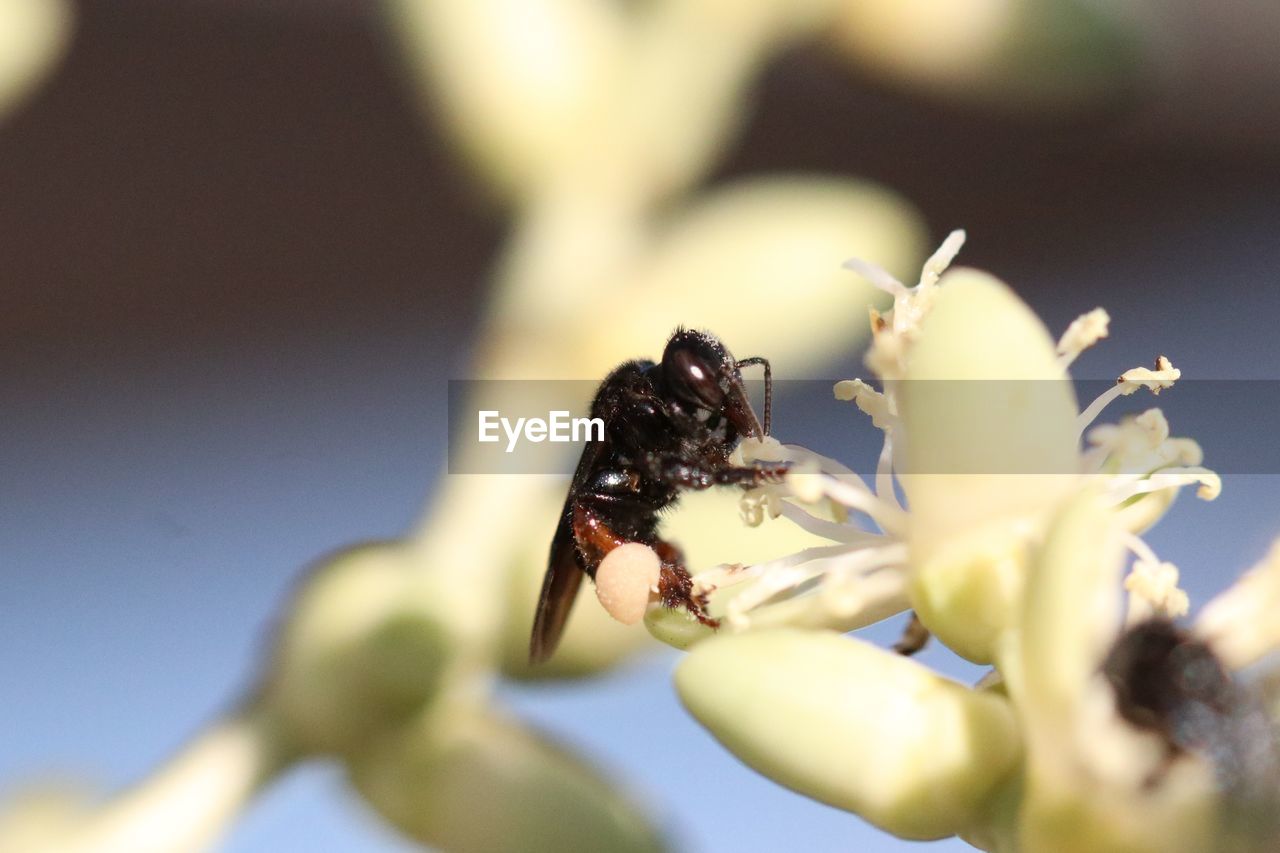 Bees in pollination process