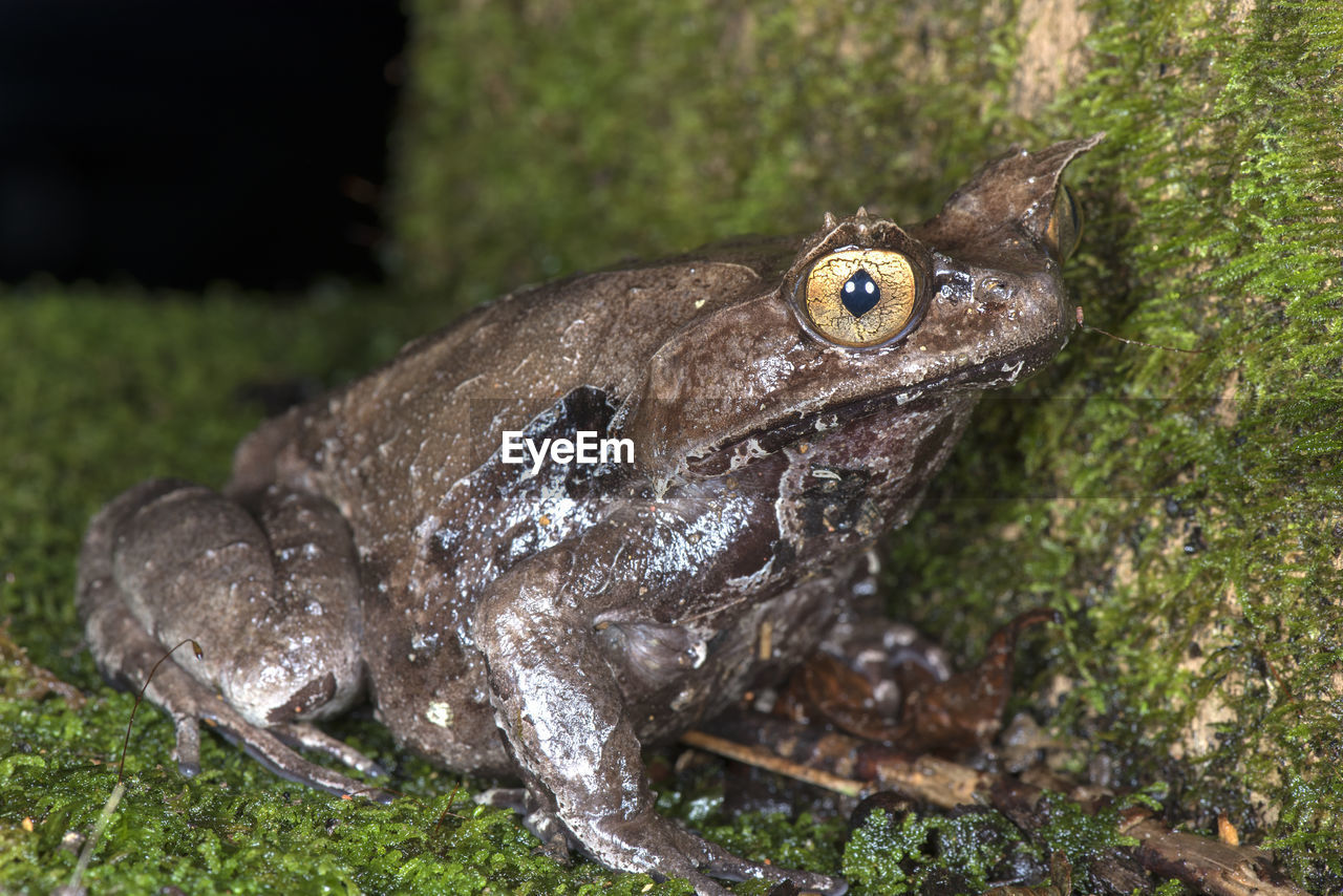 CLOSE-UP OF A FROG