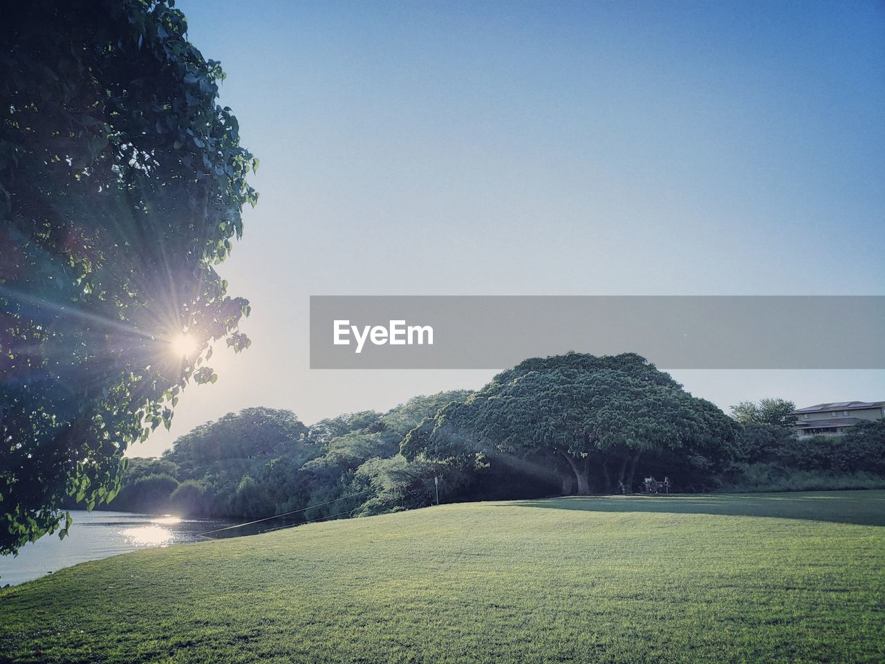 TREES ON LANDSCAPE AGAINST CLEAR SKY