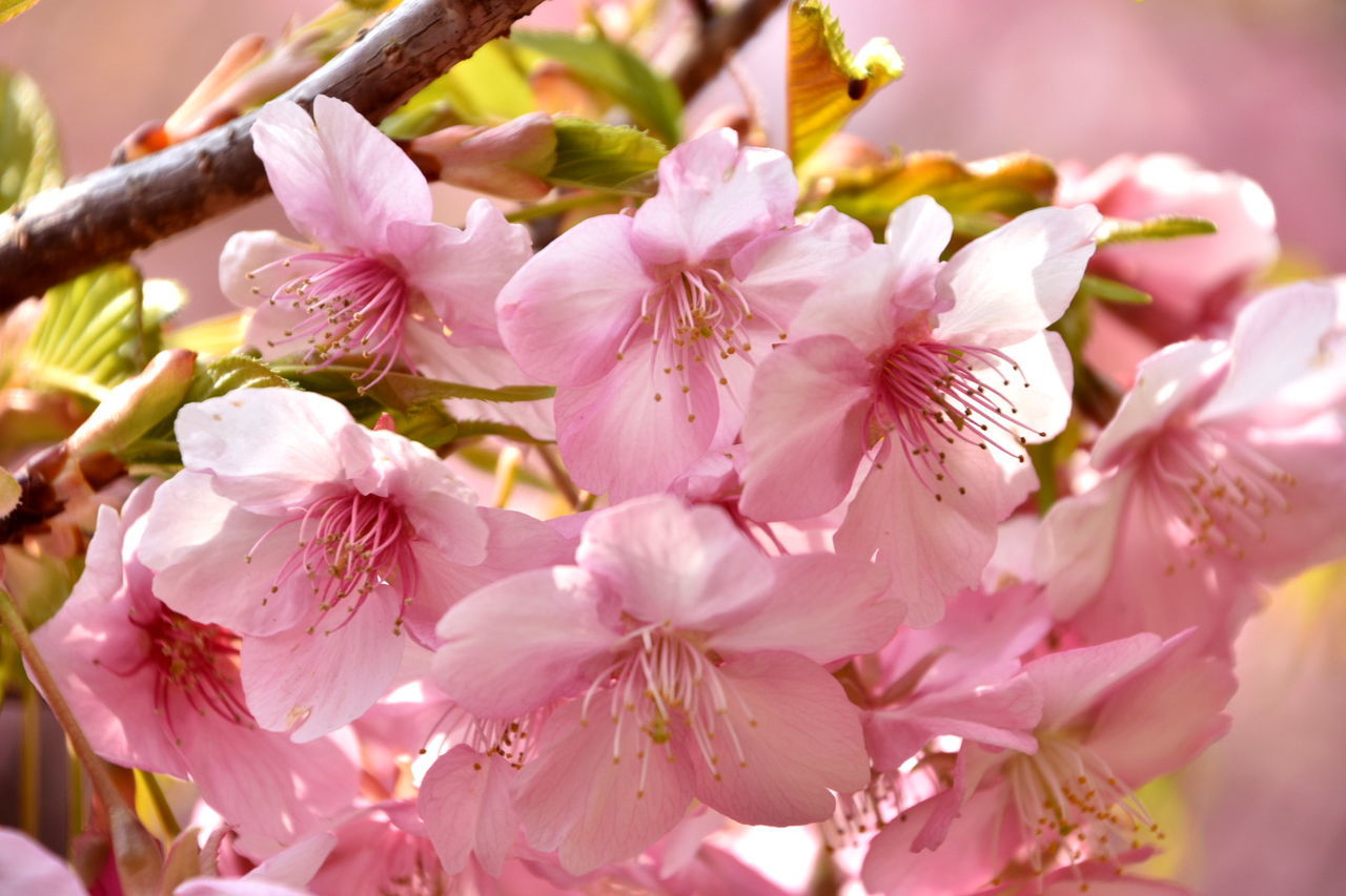 Close-up of pink cherry blossom