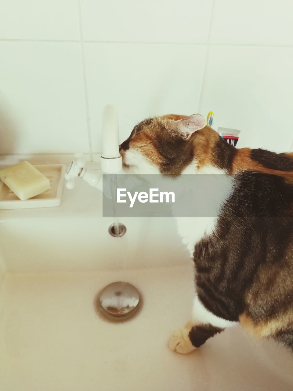 CAT LOOKING AT CAMERA