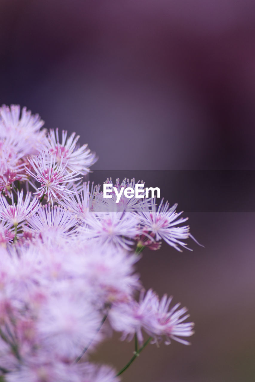 Close-up of purple flowers