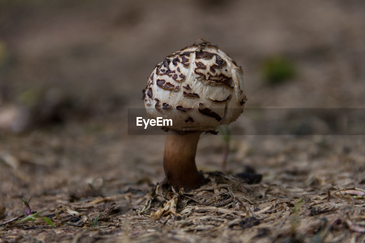 Wild brown and white mushroom in the mountains of cordoba, argentina