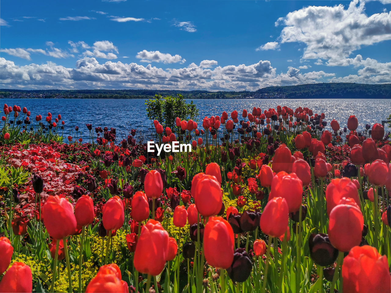 Red flowering plants by sea against sky