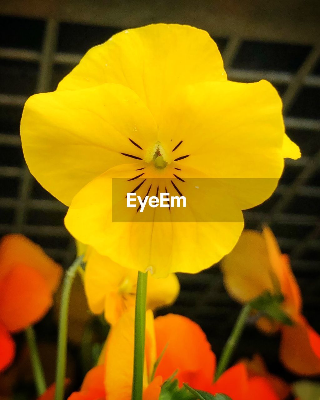 CLOSE-UP OF FRESH YELLOW FLOWER BLOOMING IN PLANT