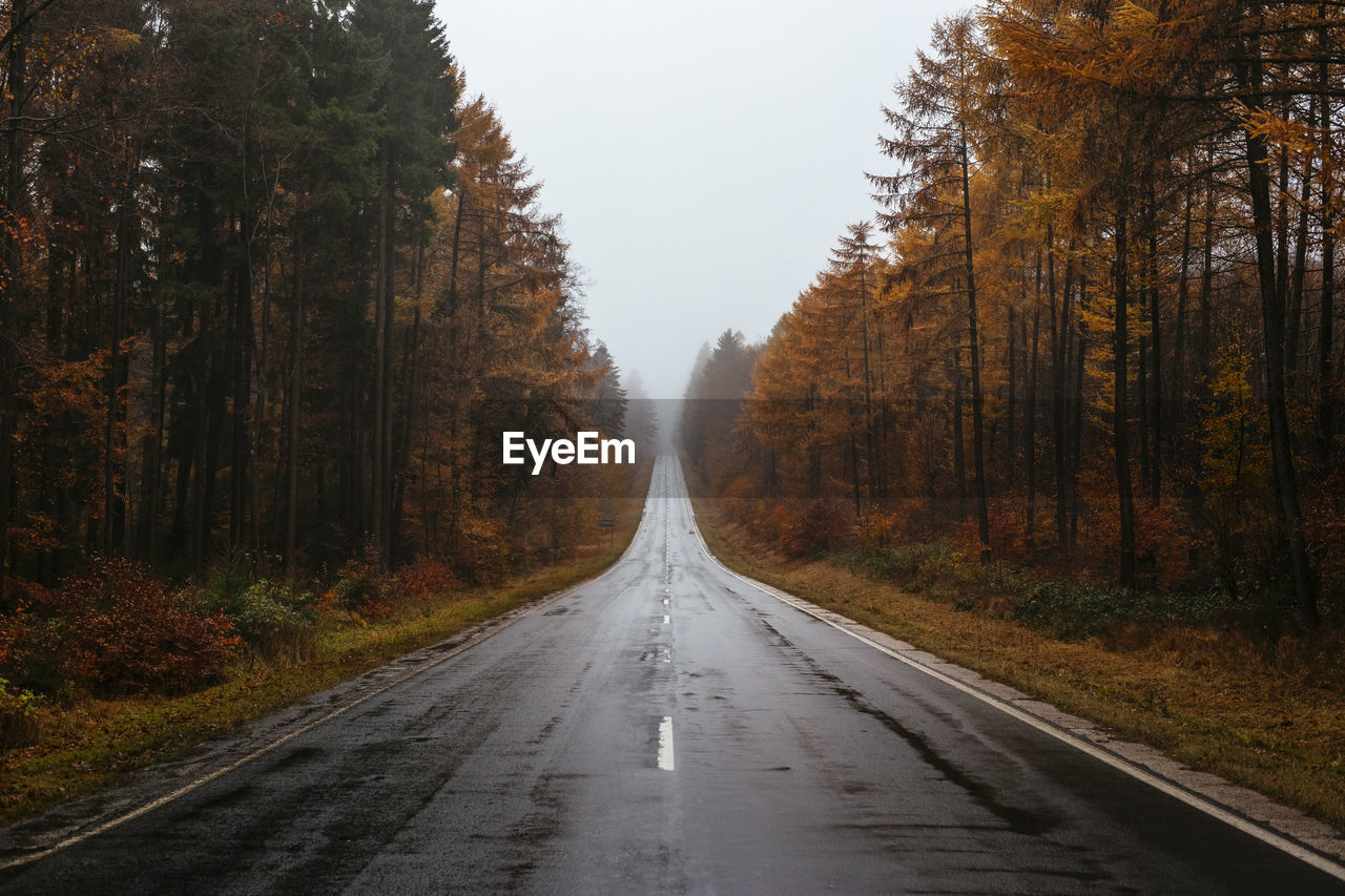 Road amidst trees in forest