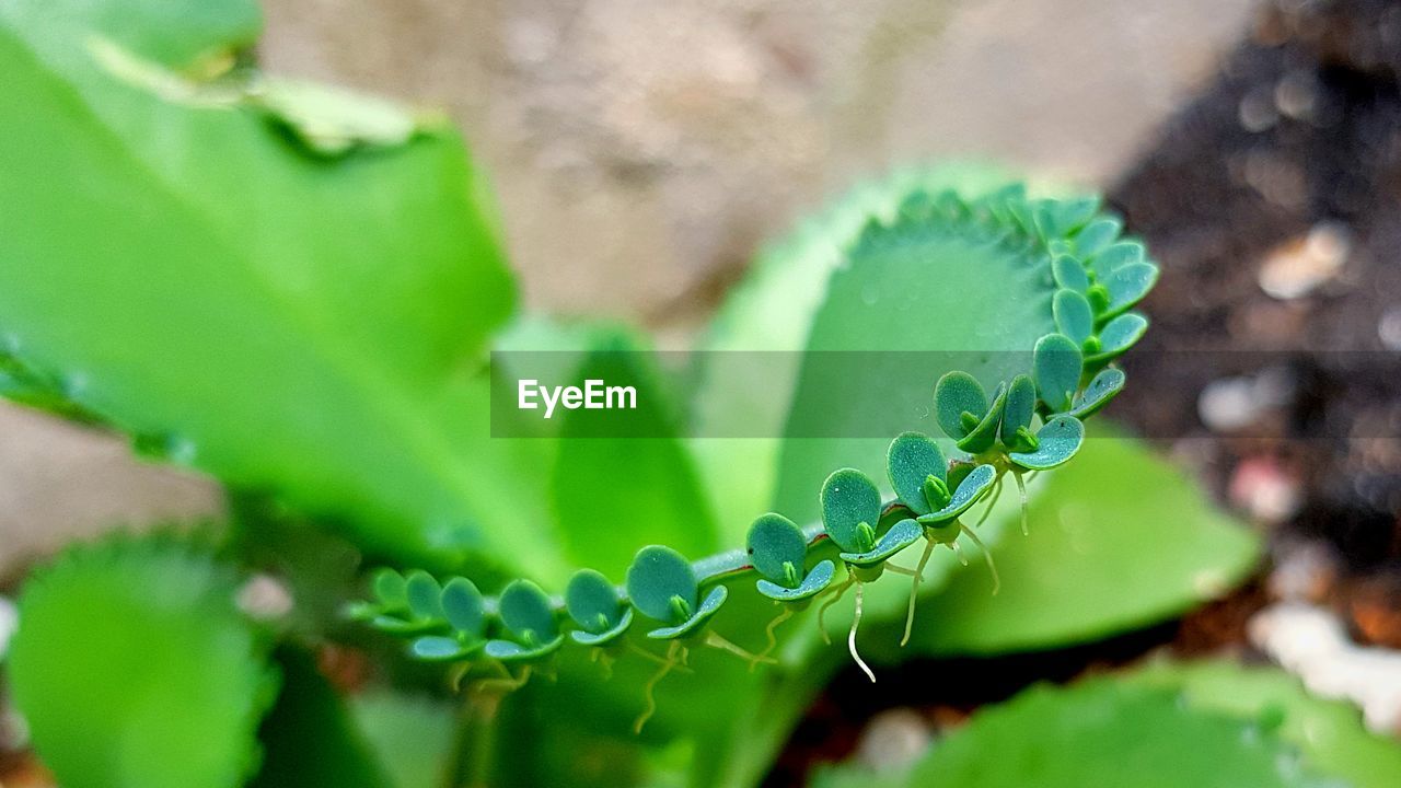 Close-up of plant