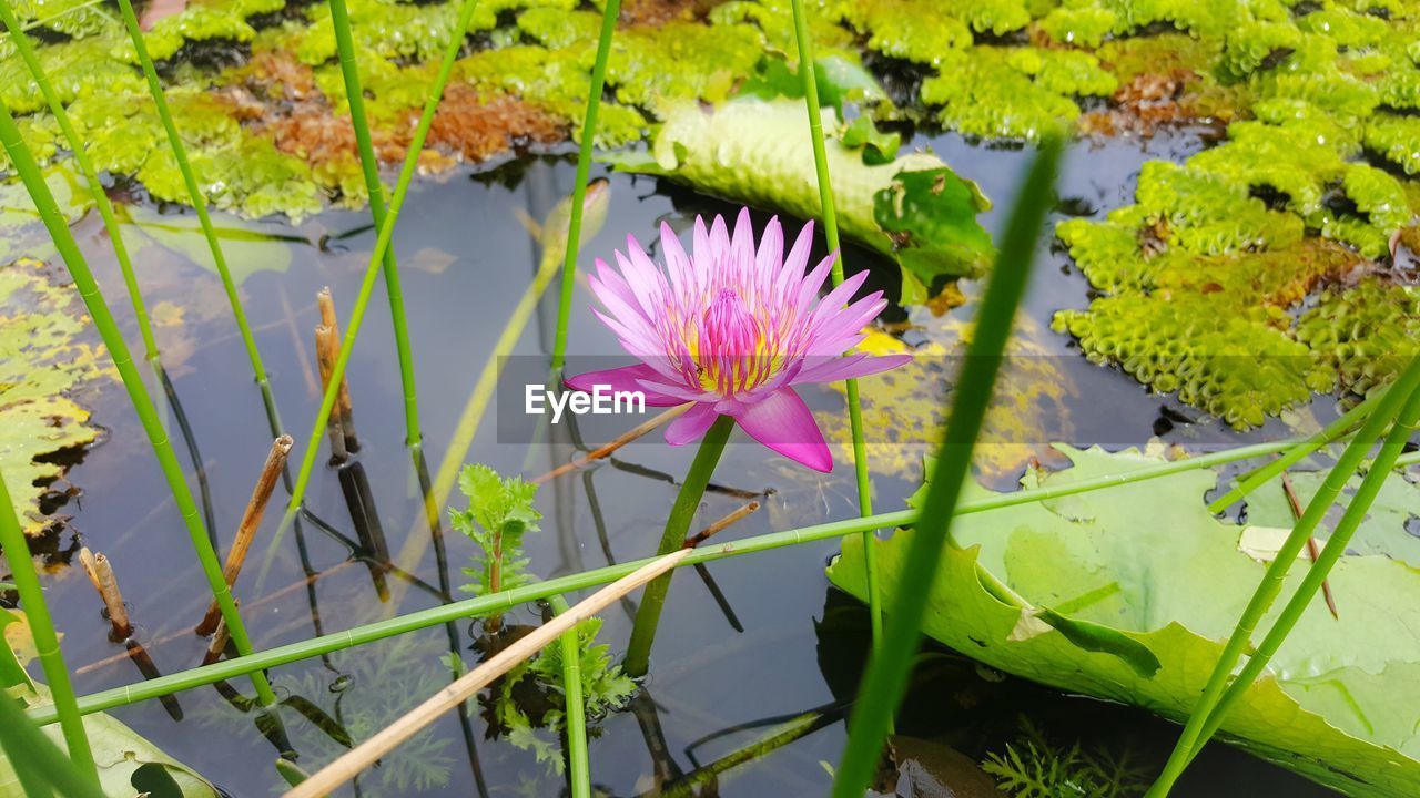 CLOSE-UP OF LOTUS WATER LILIES BLOOMING IN LAKE