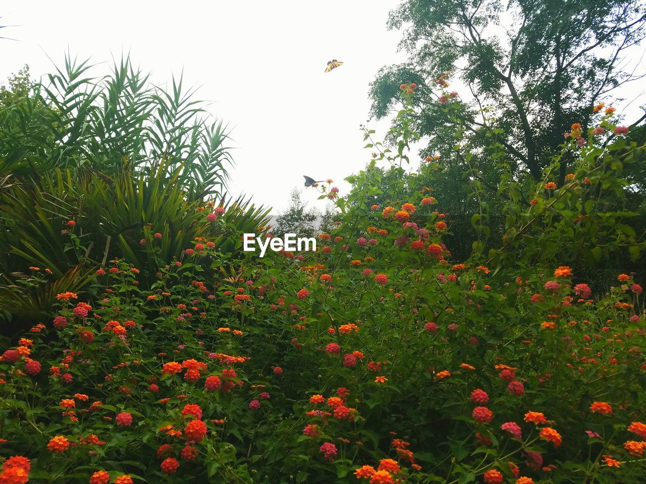 FULL FRAME SHOT OF RED FLOWERS IN FIELD