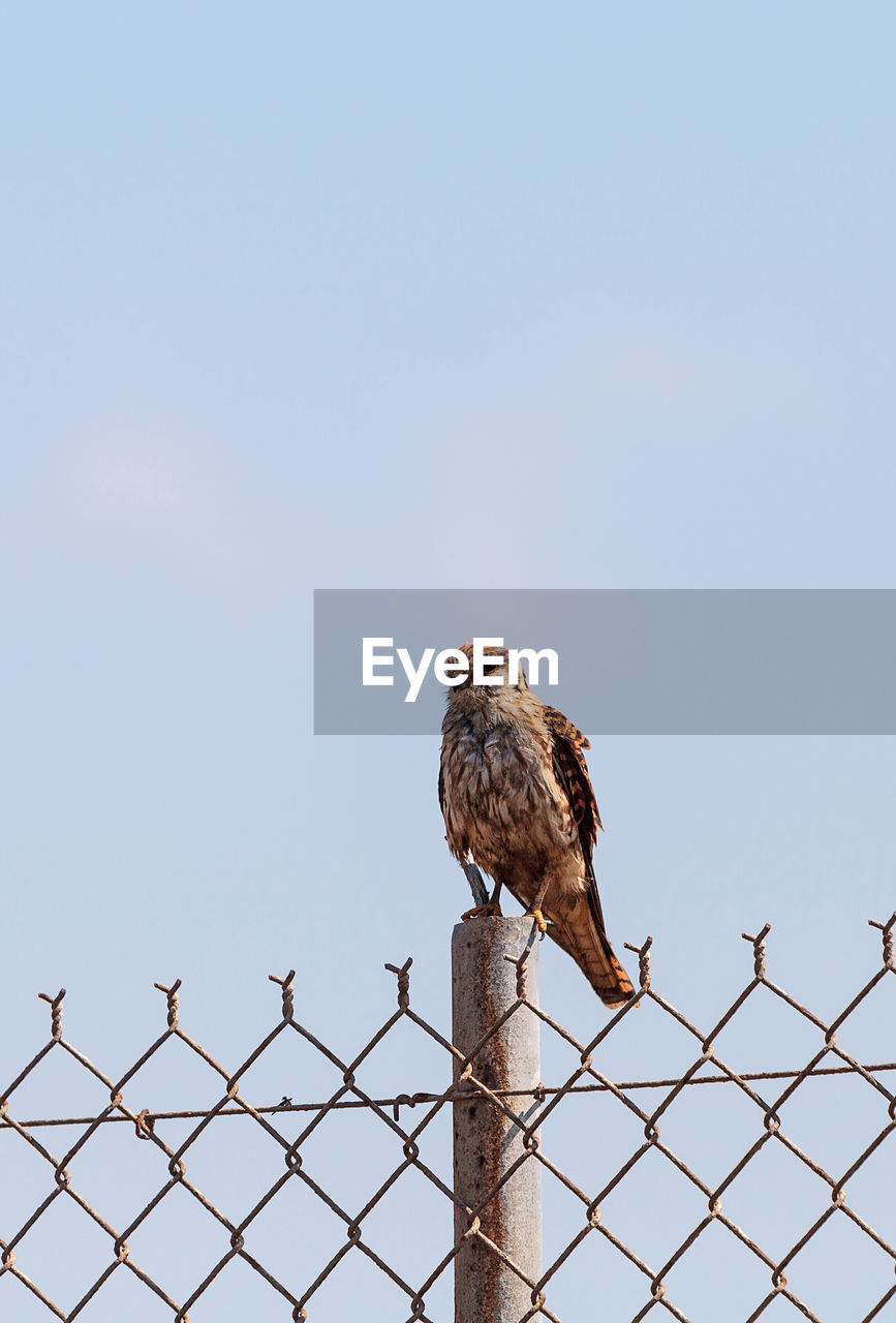 Low angle view of bird perching on fence against sky