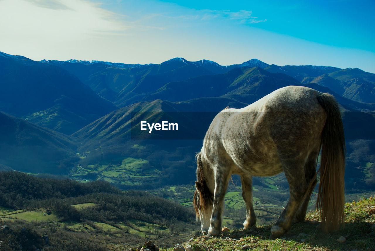 Wild horse standing in a mountains