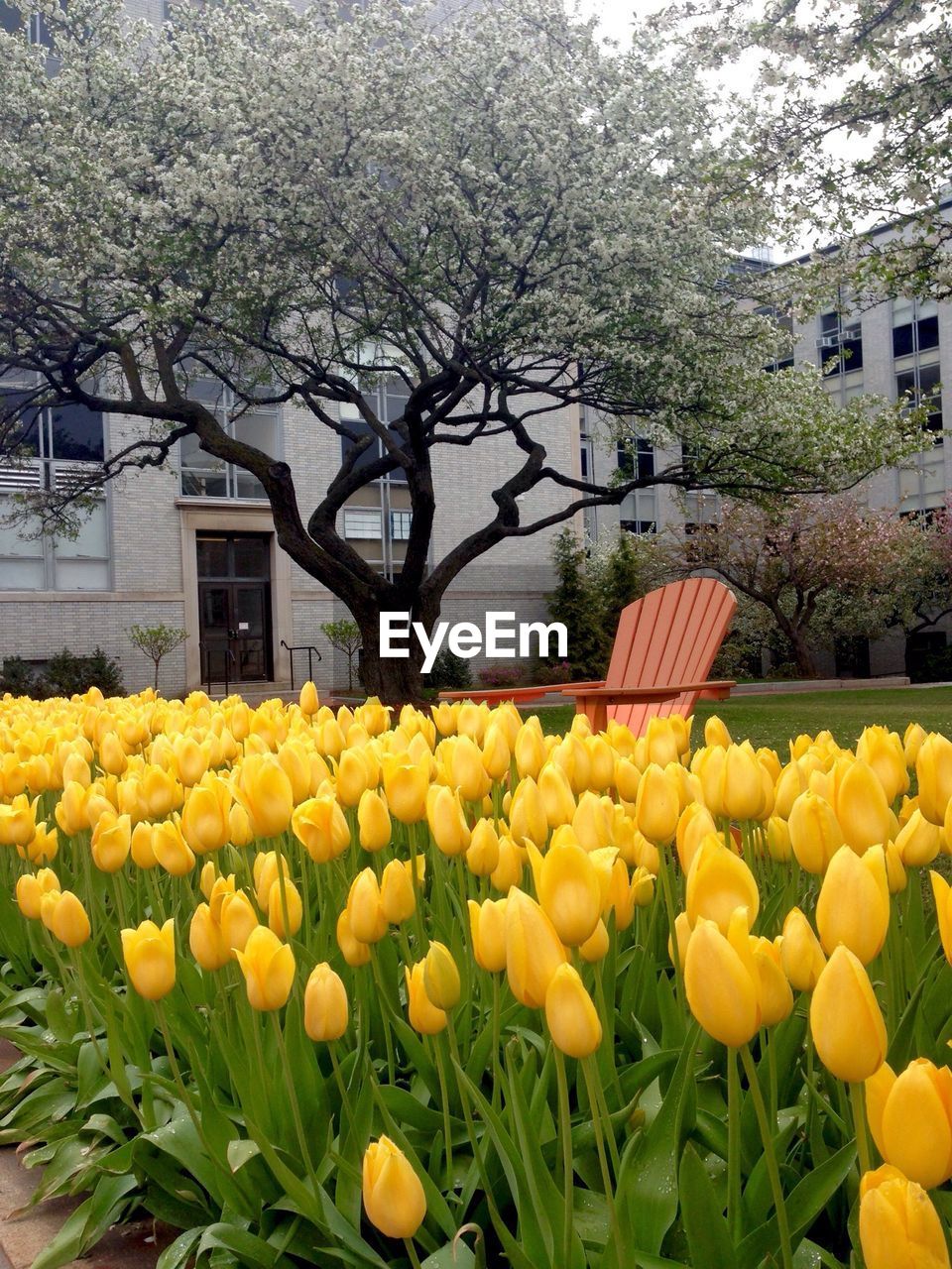 Flowers growing on tree