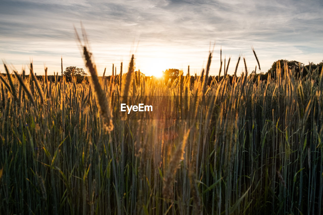 CLOSE-UP OF STALKS IN FIELD AT SUNSET