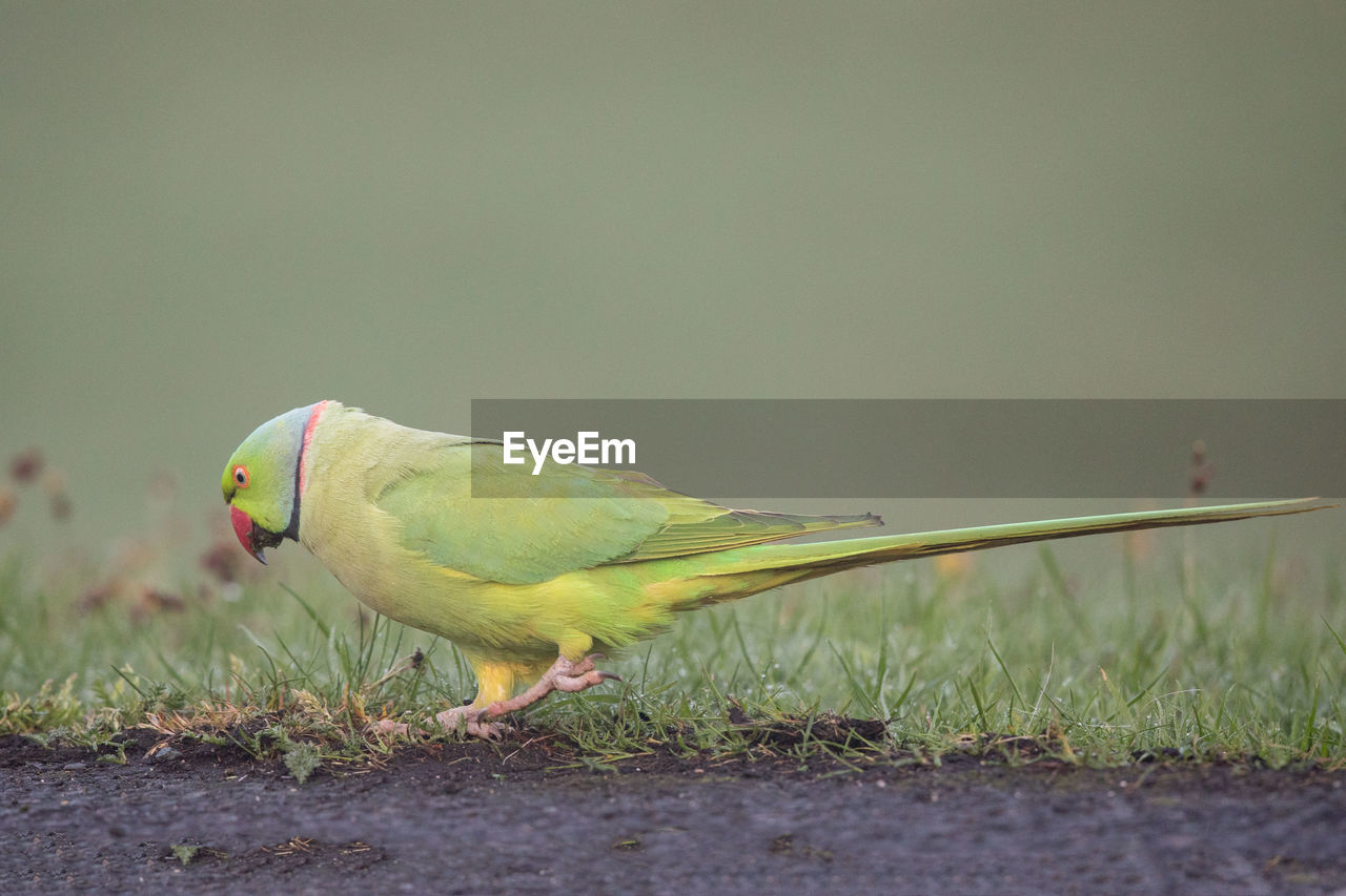 BIRDS PERCHING ON A FIELD