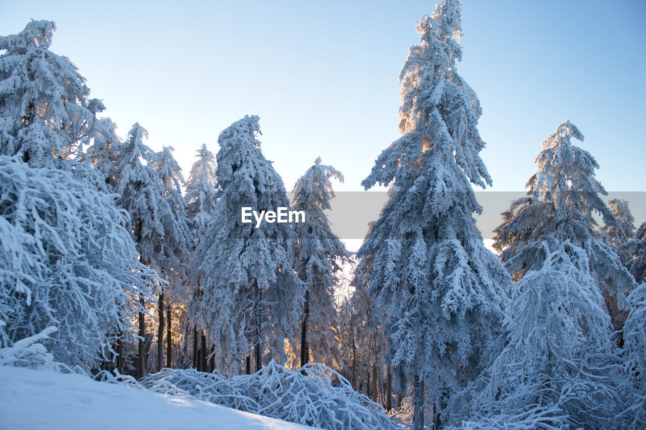 PINE TREES ON SNOWCAPPED MOUNTAIN AGAINST SKY