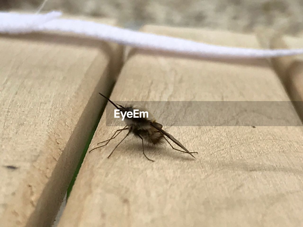 CLOSE-UP OF INSECT ON GROUND