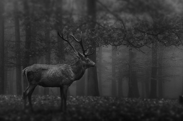 DEER STANDING ON A LAND