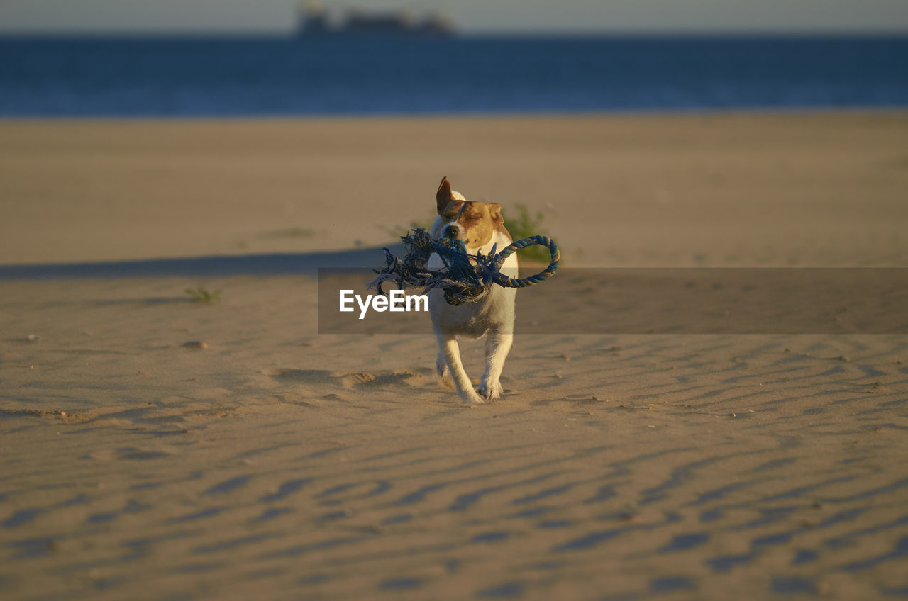 DOG RUNNING ON SAND