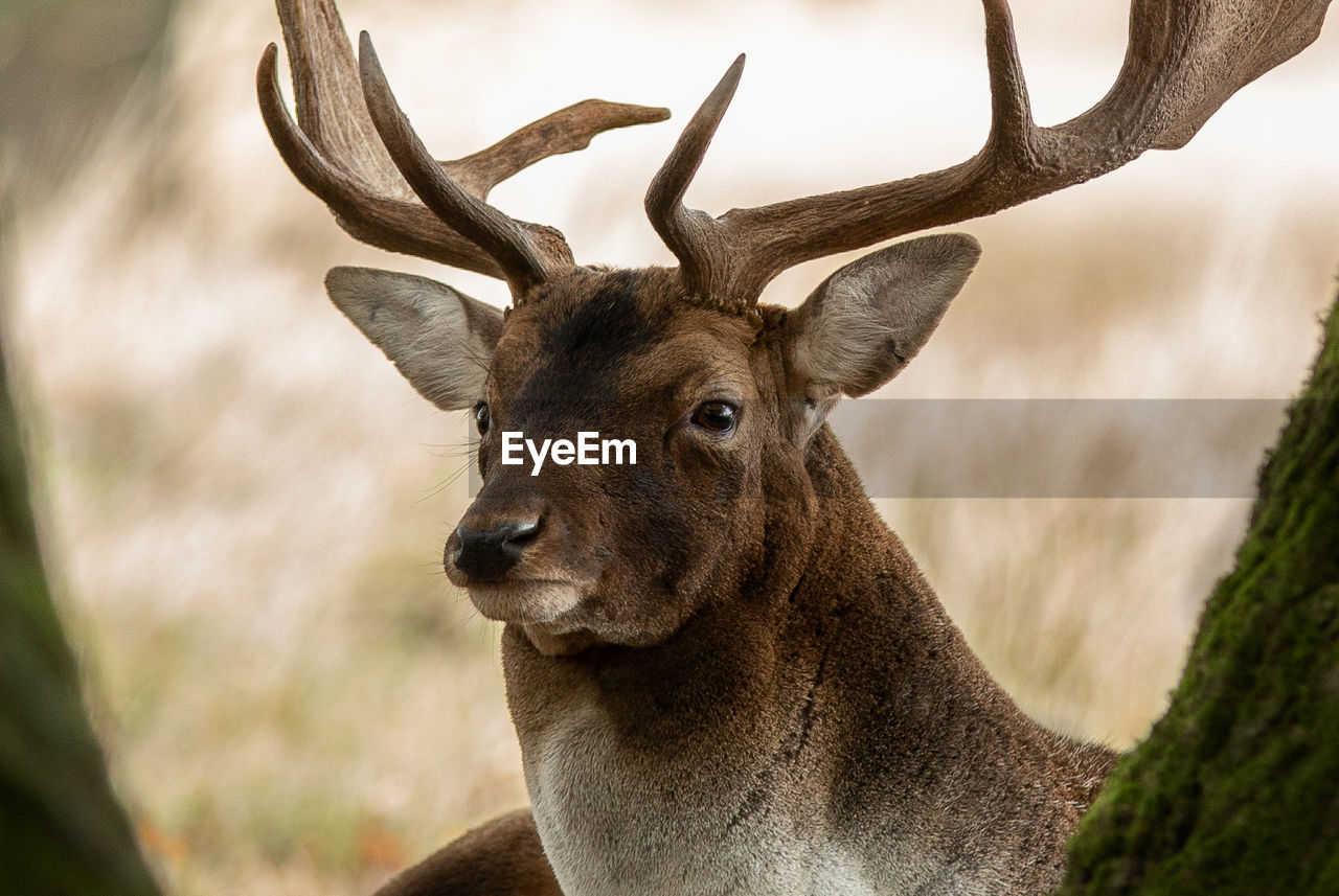 Close-up of deer