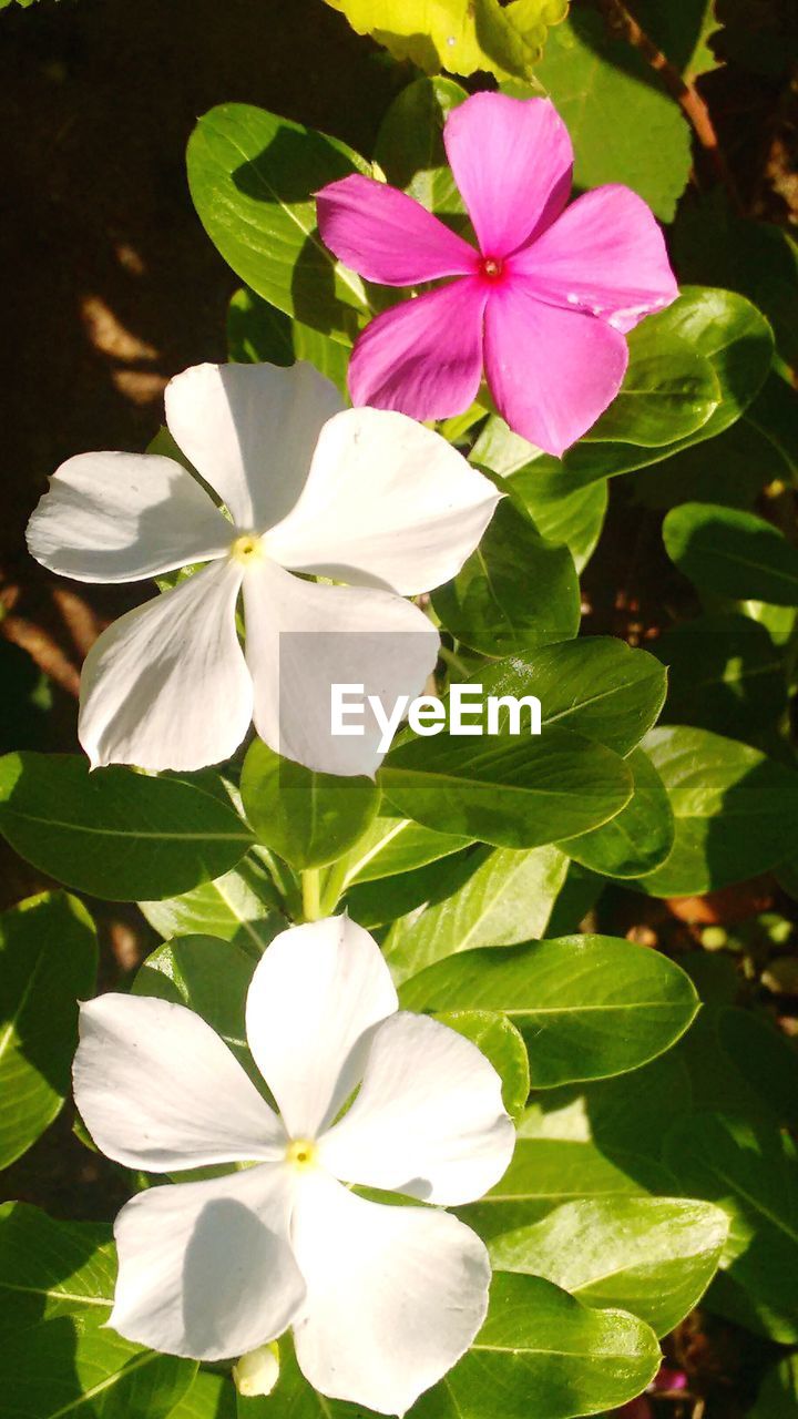 CLOSE-UP OF BLOOMING FLOWERS