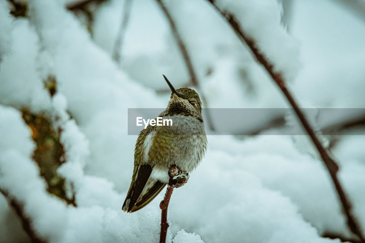 Close-up of hummingbird against blurred snow background