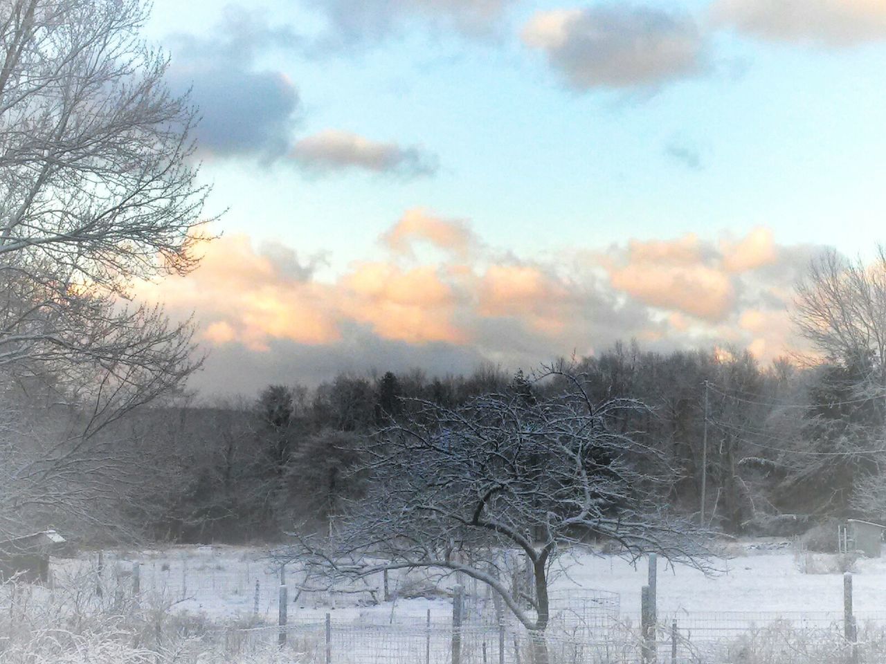 TREES ON FIELD AGAINST CLOUDY SKY